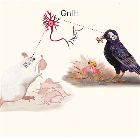 Gallery 1 — duquewilckenslab.com