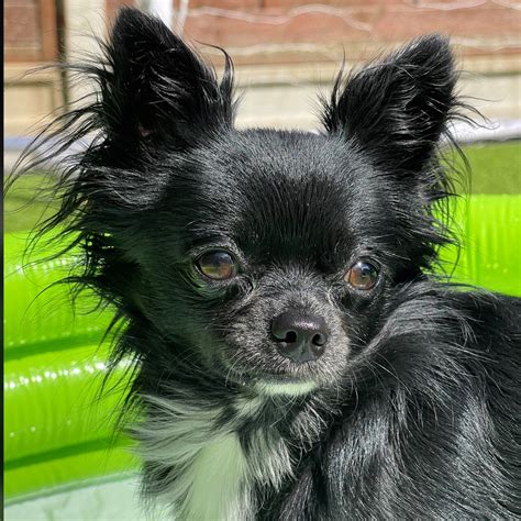 Black Long Haired Chihuahua Puppies
