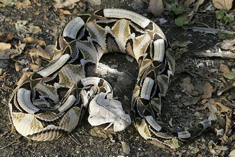 Gaboon Viper Snake Bite 的图像结果