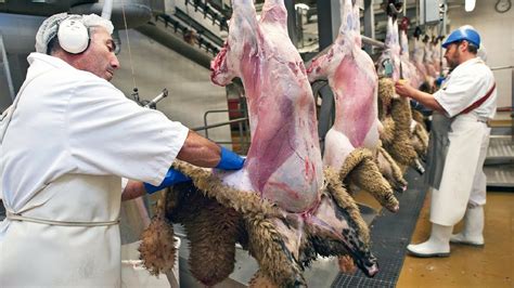 Image result for Sheep Slaughter Process