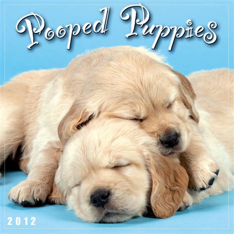 Buy Pooped Puppies 2012 Calendar Book Online at Low Prices in India ...