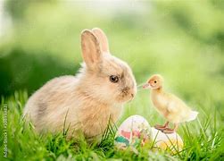 Image result for I Love You Bunny and Chick