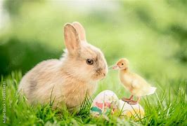 Image result for Bunny and Chick