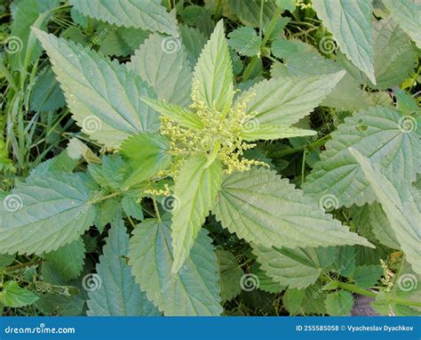 Nettle. Stinging Nettle in the Day. Stinging Nettle or Common Nettle ...