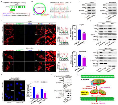 Targeting Mitochondrial COX-2 Enhances Chemosensitivity via Drp1 ...