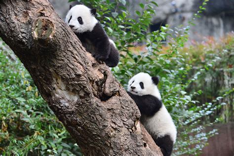 Giant Panda Eating Meat