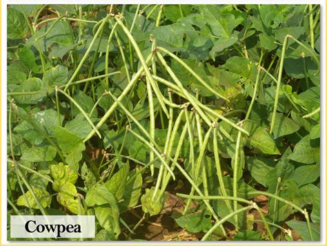 Indian Institute of Pulses Research