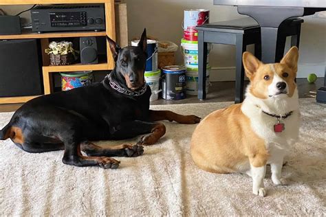 Do corgis and Doberman Pinschers get along? - MyFavCorgi