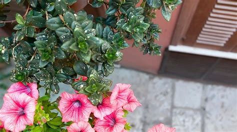 IL CORTILE FIORITO SRL (Trapani, Sicily) - Hotel Reviews, Photos, Rate ...