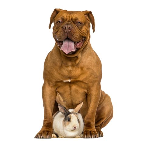 Petsmartgo - Pet: Dogs, Cat, Birds, Animals at home