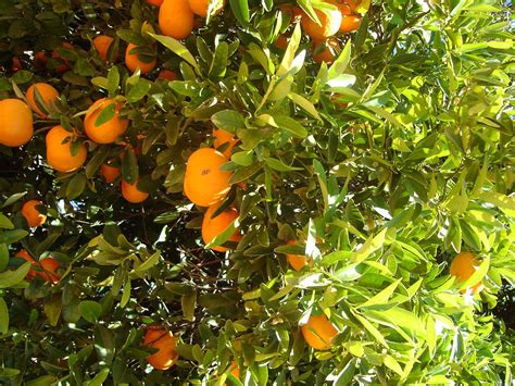 Citrus Garden Wallpaper