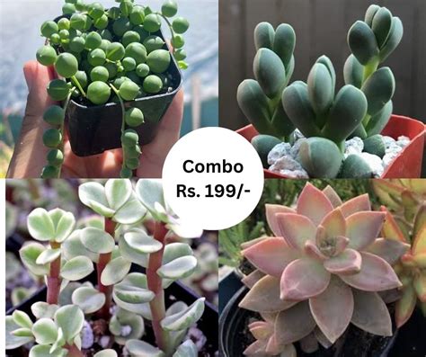 Combo (Bare Rooted) E – Kumaun Plants
