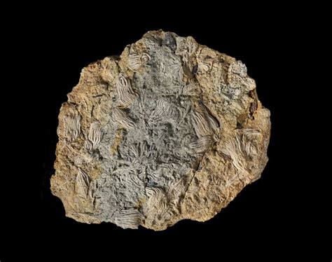 Amateur palaeontologists uncover one of the UK’s largest sites of rare ...