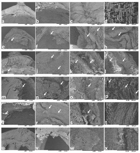 Evaluation of the Susceptibility of Lotus Seeds (Nelumbo nucifera ...