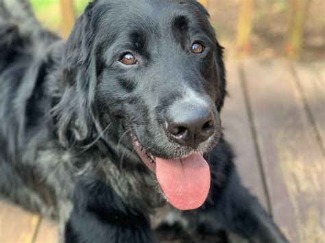 Bernese Lab Mix Puppies For Sale at Lester Watkins blog