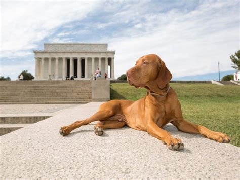 Famous dog museums from across the world | Times of India Travel