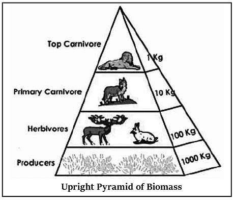 Functions of an Ecosystem- 1 - Environment for UPSC CSE PDF Download