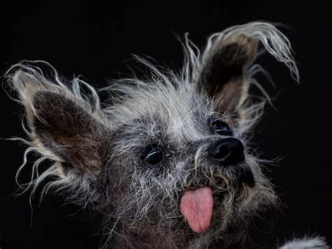world’s ugliest dog: Meet Scooter, the world’s ugliest dog - Chinese ...