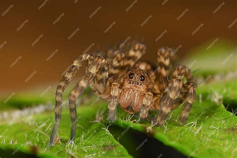 Are Jumping Spiders Poisonous