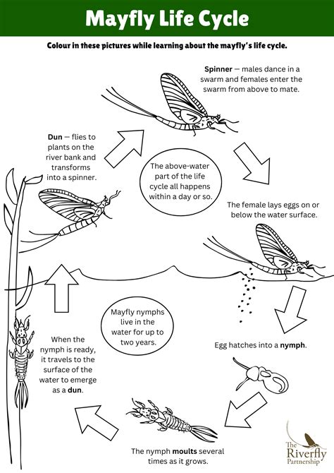 Children's Activities — The Riverfly Partnership