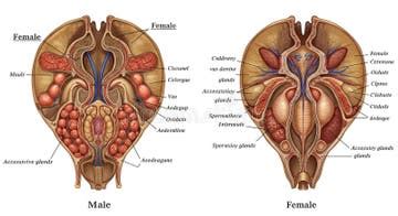 Image result for Insect Sexual Reproduction