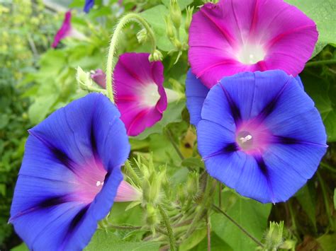 Plant a Pet-Safe Flower Garden