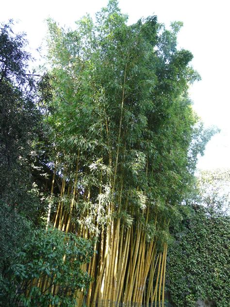 Phyllostachys aurea