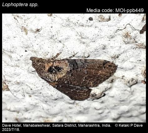 Lophoptera spp. Guenée, 1852 - | Moths