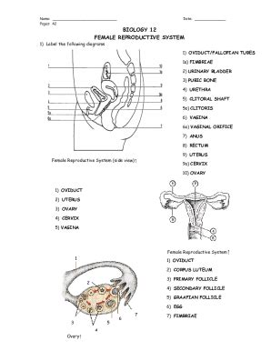 Image result for How to Draw a Female Reproductive System