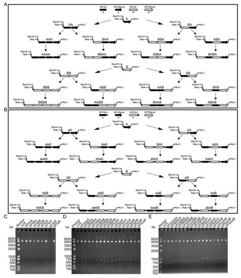 Construction of Tandem Multimers with Different Combinatorial Forms of ...