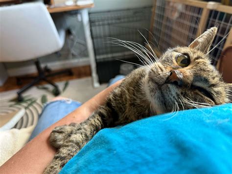 Top Rated East Stroudsburg Veterinarian - Smithfield Animal Hospital