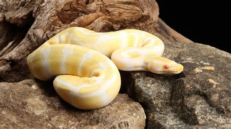 Image result for Leucistic Ball Python