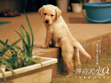 导盲犬小Q壁纸_电影剧照_图集_电影网_1905.com