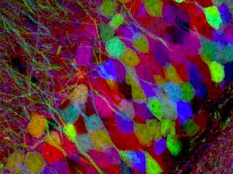 Image result for BrainStuff How Stuff Works