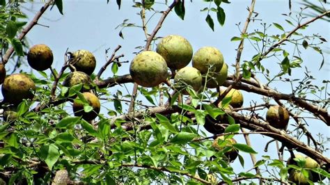 Benefits of Bael: बीज से लेकर फल तक बेल के सभी भाग हैं कमाल, इन ...