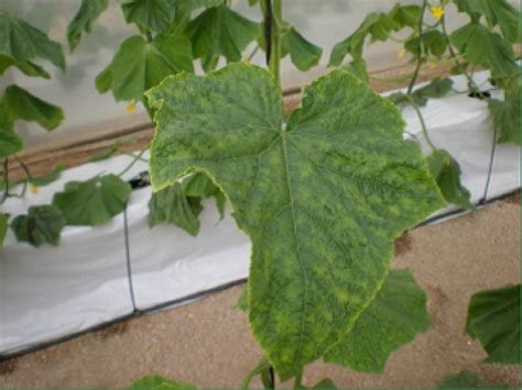 Actualidad archivos - Novifam