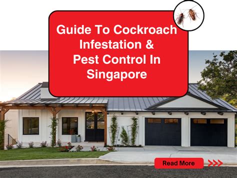 Cockroach Infestation Solutions 的图像结果