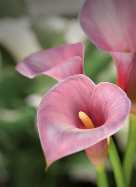 Pink Calla Lilies