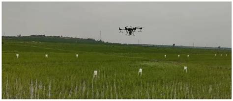 Research on Precise Fertilization Method of Rice Tillering Stage Based ...