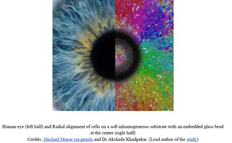 How do cells decide which way to grow? The role of invisible mechanical ...