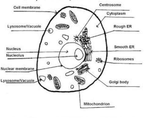draw the typical animal cell and label it's parts? - Brainly.in