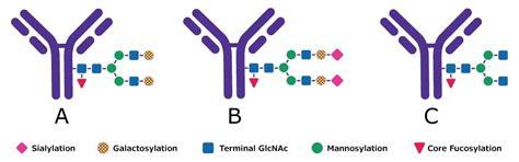 Glycosylation Modulation in Fed-batch Production of Therapeutic Proteins