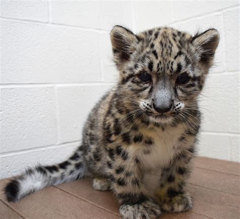 Newborn Snow Leopard Cubs