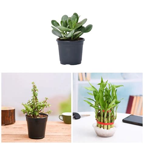 Buy Best 3 Table top / Office Desk Plants to Bring Prosperity online ...