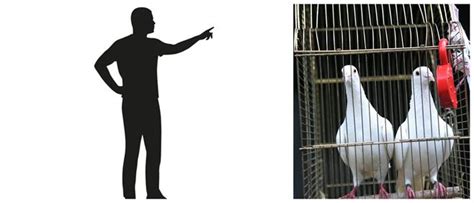 Explanation of the lesson "I Want Something in a Cage" — lesson ...