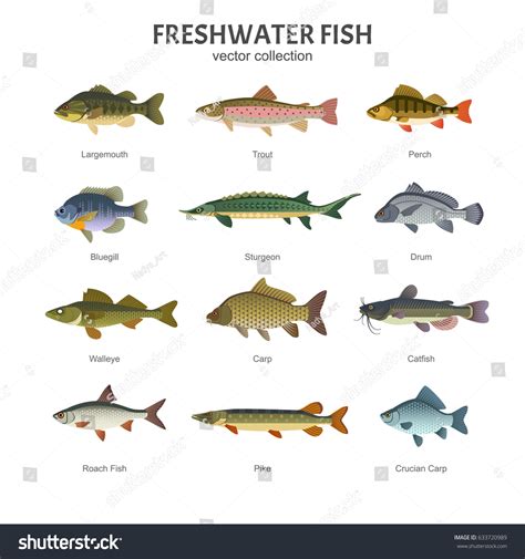 Freshwater Fish Set Vector Illustration Different Stock Vector (Royalty Free) 633720989 ...