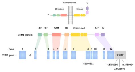 Germline Genetic Association between Stromal Interaction Molecule 1 ...