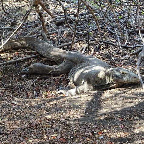 Baby Komodo Dragon: 6 Pictures and 6 Incredible Facts - A-Z Animals
