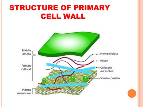Plant Cell wall Structure | PPTX