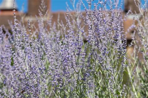 When To Cut Back Russian Sage For A Bushy Shrub
